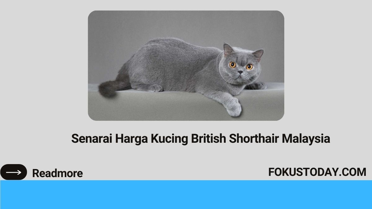 Harga Kucing British Shorthair Malaysia