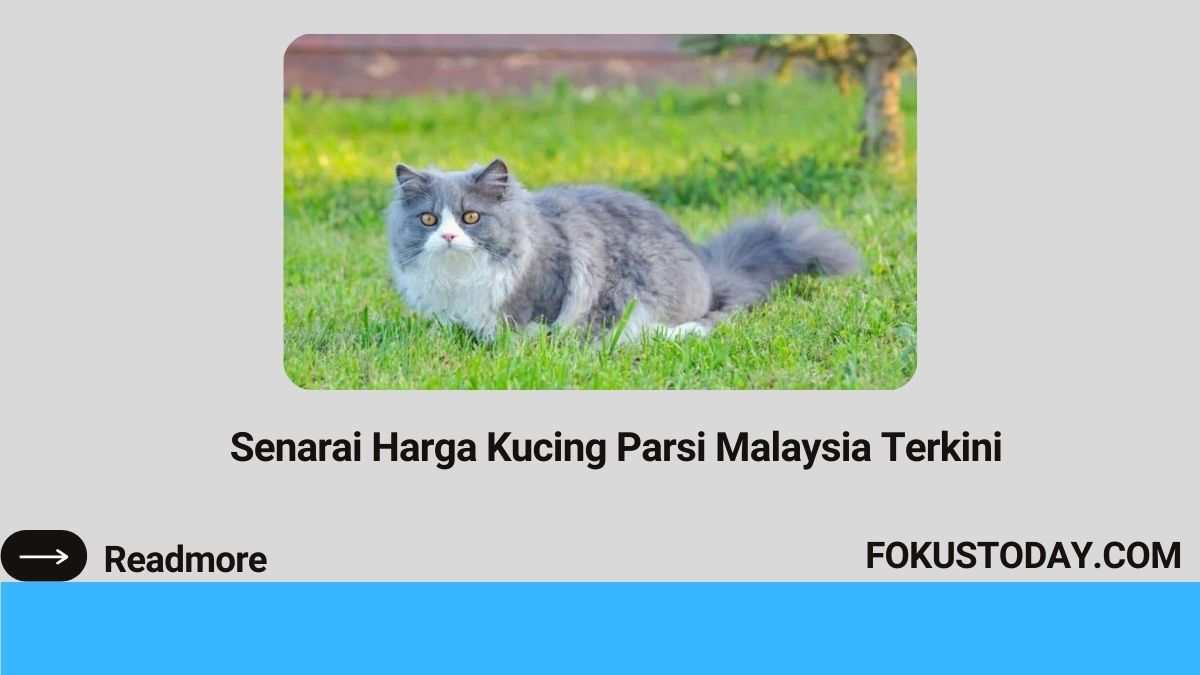 Harga Kucing Parsi Malaysia