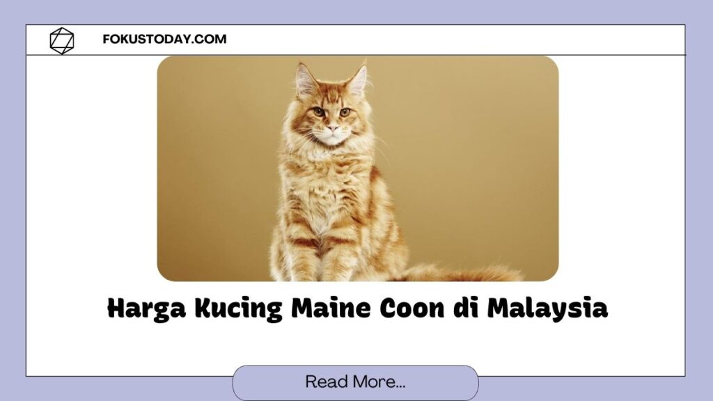 Harga Kucing Maine Coon di Malaysia